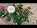 In the Rose Garden Today | Rose Courage | Porcelain Parfuma