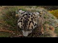 GoPro Awards: Snow Leopard Meets MAX in 4K