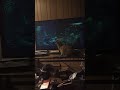 Nimitz enjoys aquarium video