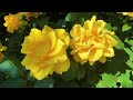 [Yokohama English Garden] Roses in full bloom: the most beautiful season of the year 2024