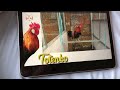 The best of long crowing rooster (HD)