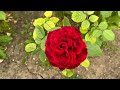 Part 2. Regent's Park rose garden walk. Collection of beautiful roses.