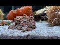 REEF RELAX - coral aquarium - chillout music *Reef Tank*