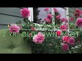 2023 TOP 8 BEST PERFORMING BEAUTIFUL ROSES IN MY GARDEN || PRIME PICK!