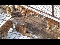 Young Siberian tiger fends off 20 adults: Brave fella!! (Harbin, China - Siberian Tiger Park)
