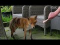 Red Fox makes herself at home.Part 1