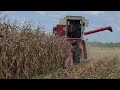 Harvesting corn with an IH 615 combine (2023)