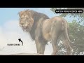 Mega Lion Pride Blocking the road in the Kruger National park