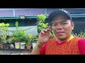 DI  HALAMAN RUMAH VLOG SHAERING SE SANTAI2 NYA SEPETANG SELASA 9/7/2024  KSL @lanselamanya8077