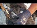 Trimming Massive Draft Hooves - So Satisfying