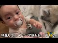 モフモフな愛犬をギュッとして大好きを伝える赤ちゃんとデレデレしちゃうハスキー犬がこちらです・・・笑