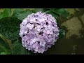 Cách chăm sóc cây hoa cẩm tú cầu tại xứ nóng