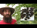 6 Tips How to Grow Papaya Perfectly in the Ground & Containers