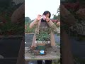 【海媽園藝課堂97】保姆級爆花教程，一加侖藍色陰雨，1年半開花上千朵 | chinese rose