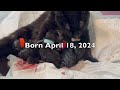 Supernatural Newborn Black Kittens