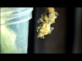 Parasitoid Wasps Emerging from a Butterfly Cocoon