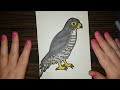 HOW TO DRAW - Peregrine Falcon