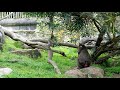 Baby mandrill and foster mom