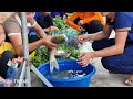 Harvest fish goes to the market sell - Cooking | Triệu Thị Dất