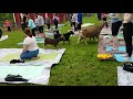 Mischief at Goat Yoga