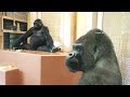 Father gorilla can't take his eyes off his prankster daughter.｜Shabani Group