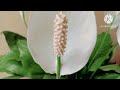 PEACE LILY/पीस लीली के एक ही गमले में ढेर सारे फूल कैसे पाएं। Peace Lily plant care and fertilizers.