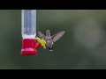 Hummingbird Vignettes 20