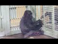 Gorilla⭐️ Kintaro was very bored so he was very happy when the zookeeper came to visit.【Momotaro】