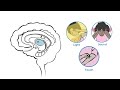 Migraine Pathophysiology - Chapter 3 - Migraine Explainer Video Series