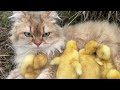 Wonderful cat tames duckling|😂Funny cat acts as mother duck and teaches cute ducklings to swim.pet