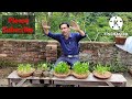 How to grow Areca Palm from Seeds, Areca Palm growing tips