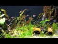 Beautiful school of cardinal tetras and harlequin rasboras