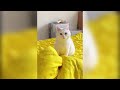 New Funniest cats and dogs video 2024 #4 hardest try not to laugh challenge 😂🤣 A.P's World