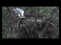 Sea-eagle Cam - Eagle feeding at nest on Fish