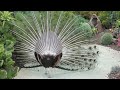 Peacock Matings Seen from a Rear Perspective