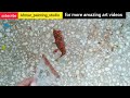 How to remove oil paint spots from floor. easy paint removing techniques. #tutorial #paintremover