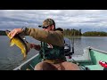 Northern  Saskatchewan  walleye