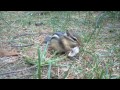 chipmunk eating full video