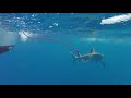 Sharks Jawing at Tuna (GoPro)