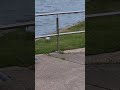 Angry Seagull Chasing Other Seagulls