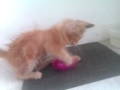 Stray Kitten Plays and Sneezes