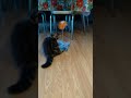 Leon the Persian kitten playing with new toy