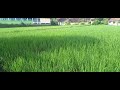 Desa yg sejuk??, dengan pemandangan pesawahan yang membentang#sawah#kicauburung