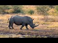 4K (60FPS) African Animals: Bwabwata National Park - Amazing African Wildlife Footage