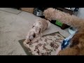 Fergus the Wheaten Terrier Plays with Toys