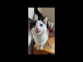 😂 Funniest Cats and Dogs Videos 😺🐶 || 🥰😹 Hilarious Animal Compilation №347