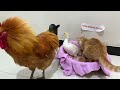 The cat suspects that the rooster wants to steal the kittens😂. The rooster is angry. 😺Cute animals