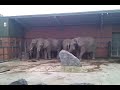 Elephant eats poo from another elephant's bum