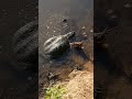 biggest snapping turtle 🐢 ever.. #pondhunters #subscribe #turtle #viral #toutubeshort