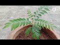 How to grow/Repot And care Curry leaf plant. करी पत्ता के पौधे की संपूर्ण जानकारी।